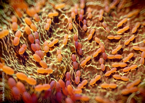3d rendering - acetobacter bacteria
