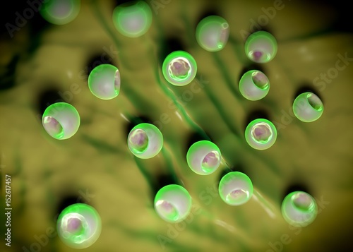3d rendering - bacterial cells