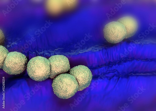 3d rendering - Neisseria gonorrhoeae bacteria photo