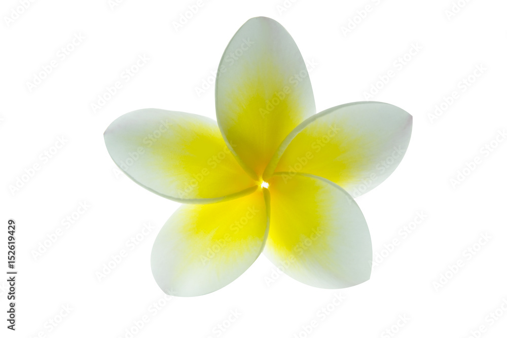 Fototapeta premium Frangipani flower or plumeria isolated on white . Clipping path.