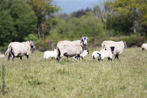 Adult sheep with lambs in a field