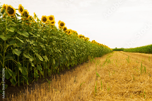 Φωτογραφία Sunflowers