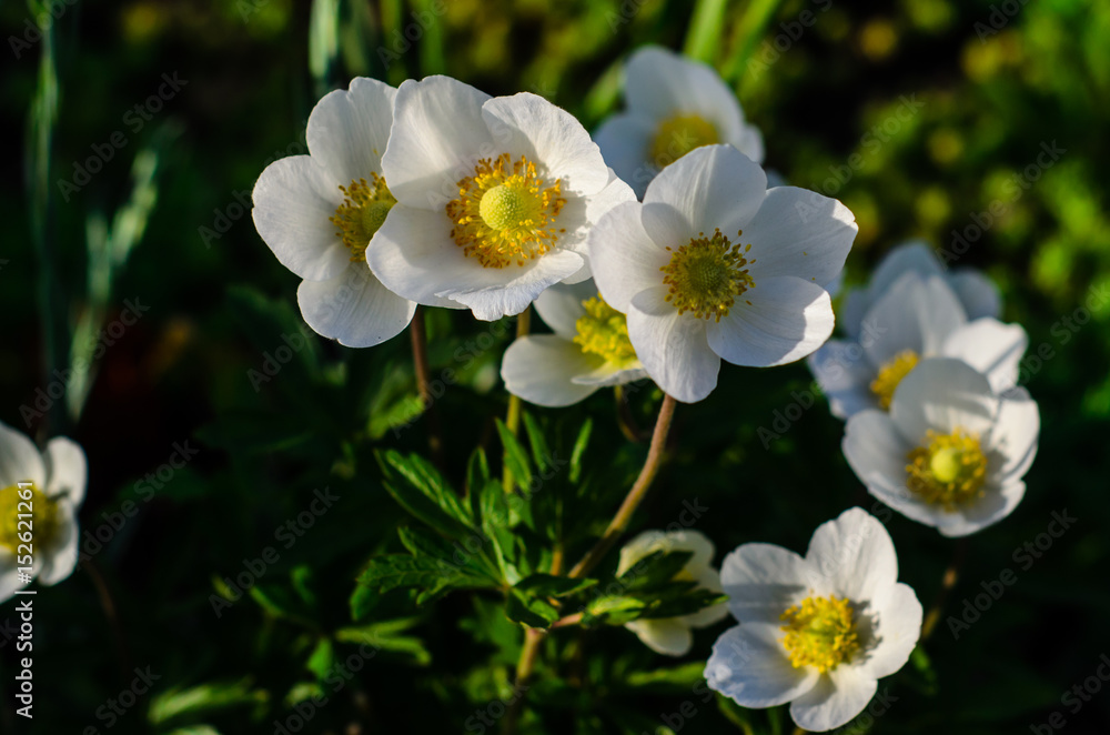 White anemone blossoming on spring White anemone blossoming on spring