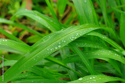 Blades and raindrops