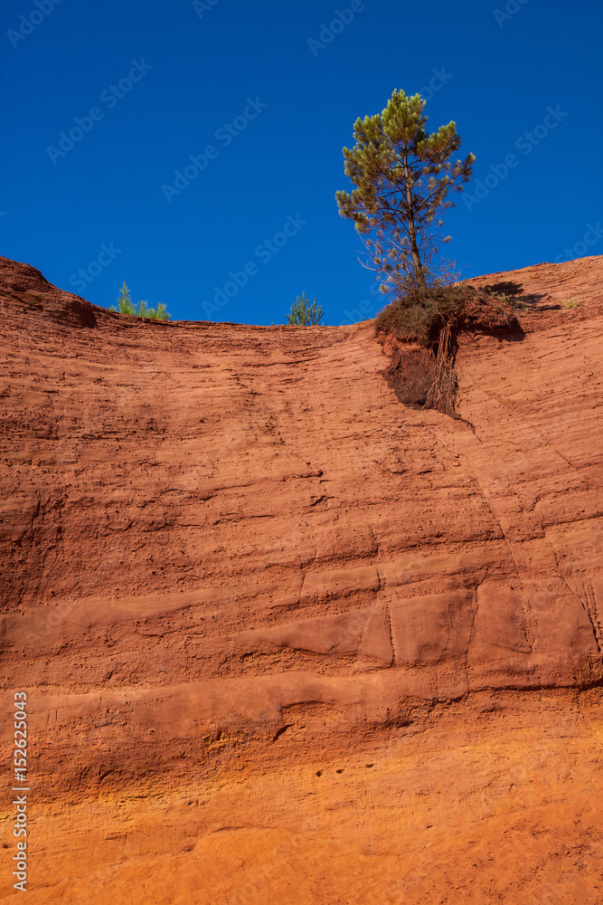 Lone pine on the top of bright orange ocher cliff on blue sky background  in the Colorado Provencal near village Roussillon  Provence, France