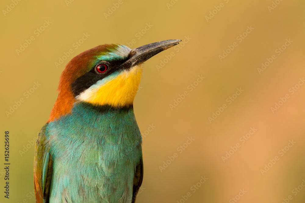 Obraz premium Portrait of a colourful bird