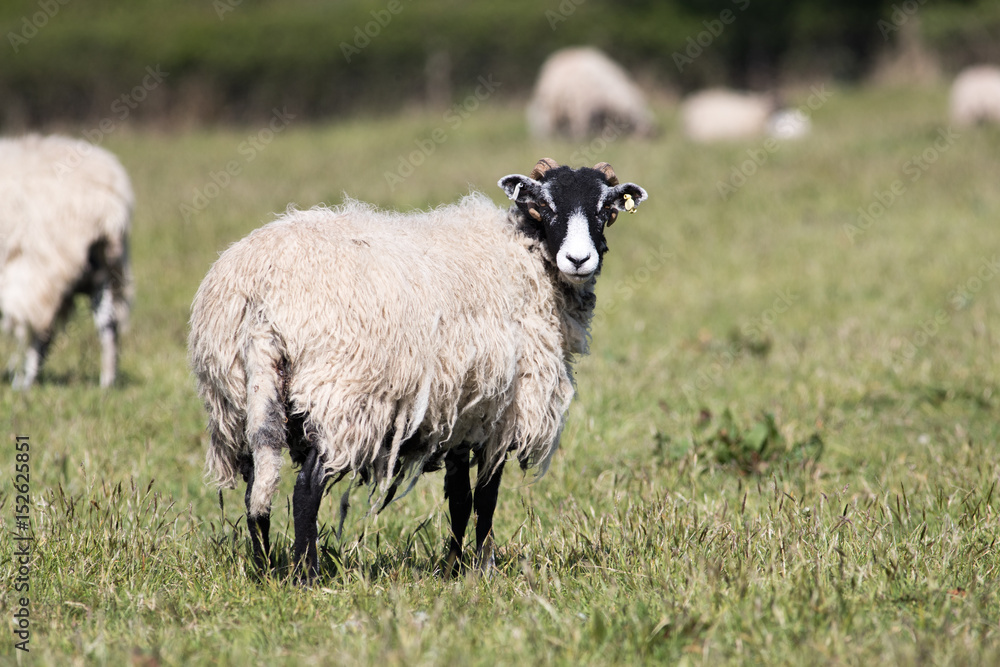 Adult swalesdale sheep in a field of grass Adult swalesdale sheep in a field of grass