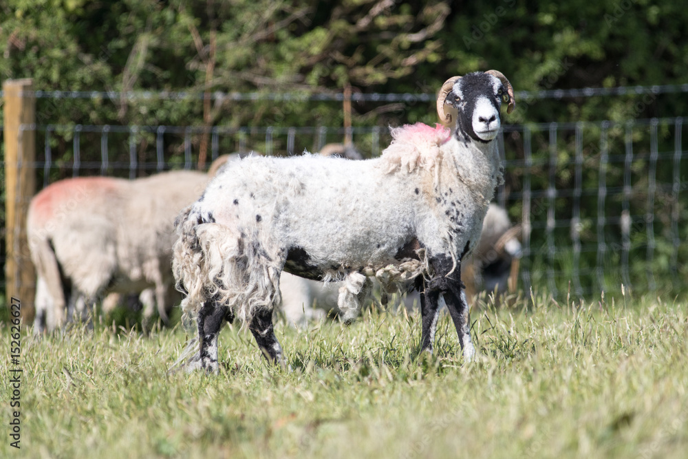 Fototapeta premium Partial shearing sheep in a field