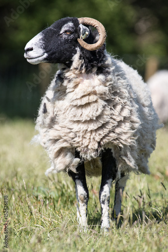 Vertical shot of an adult swaledale sheep ewe stood in a field