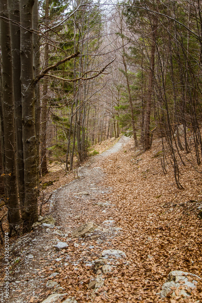 Fototapeta premium A beautiful mountain path through forest with autumn leaves. Mala Fatra mountains in Slovakia