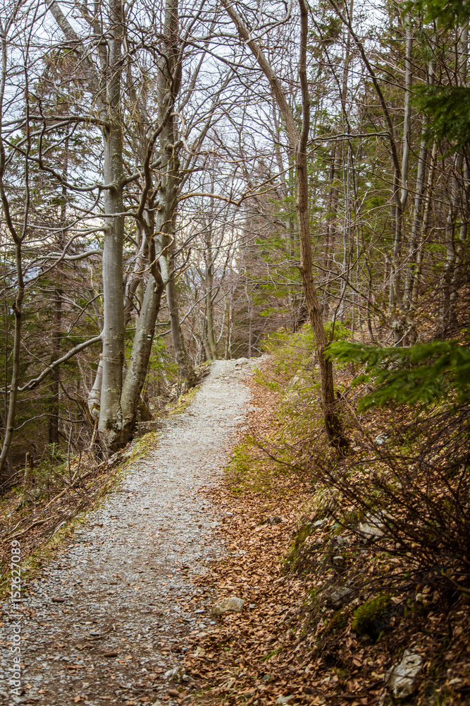 A beautiful mountain path through forest with autumn leaves. Mala Fatra mountains in Slovakia A beautiful mountain path through forest with autumn leaves. Mala Fatra mountains in Slovakia
