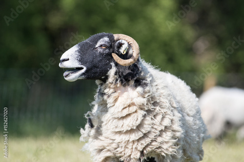 Close up of an adult sheep baahing with her mouth open