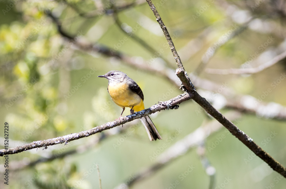 Grey wagtail with yellow breast sitting in a tree Grey wagtail with yellow breast sitting in a tree