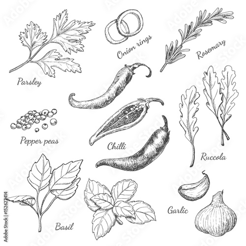 Set of spices in sketch style