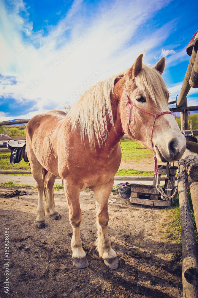 Obraz premium Photo depicts beautiful lovely brown and white horse gazing on a horse yard. .beautiful young brown horse on a farm field. Close up, blurred background, good sunny weather.