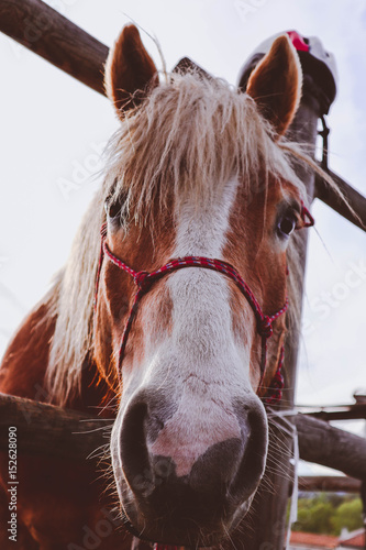 Photo depicts beautiful lovely brown and white horse gazing on a horse yard. .Horse face. Close up, blurred background, good sunny weather. photo