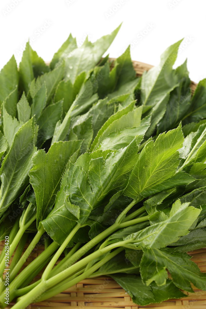 明日葉　Angelica keiskei
