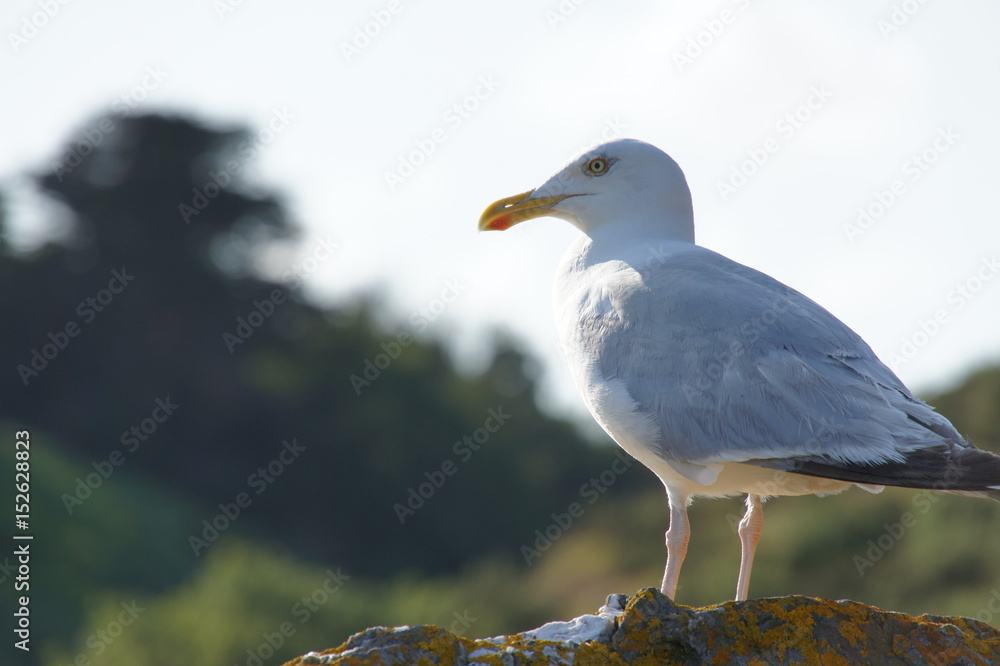 Obraz premium SONY DSC