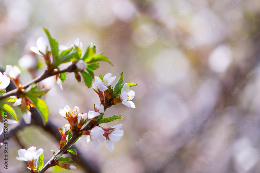 Blooming tree Blooming tree