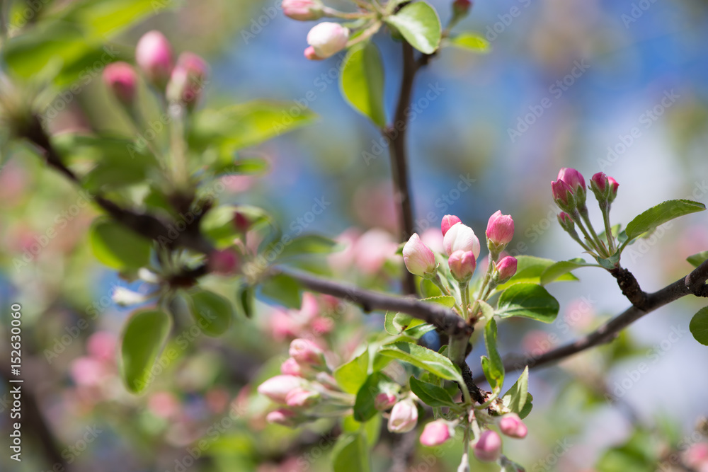 Obraz premium Blooming tree