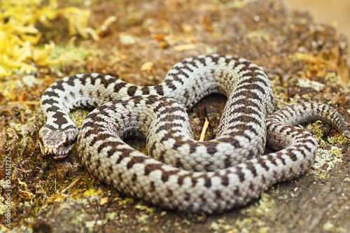 beautiful common european adder basking in the sun © taviphoto