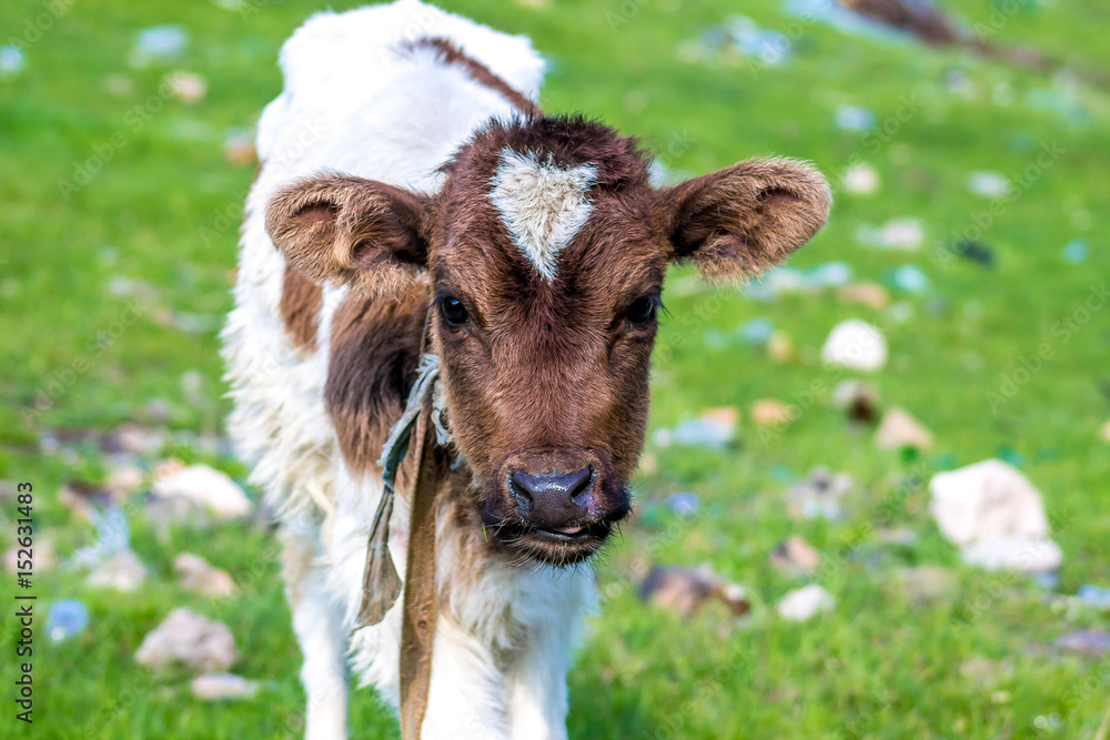 Obraz premium A small calf in nature