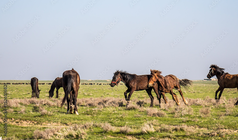 Naklejka premium Marriage period in horses