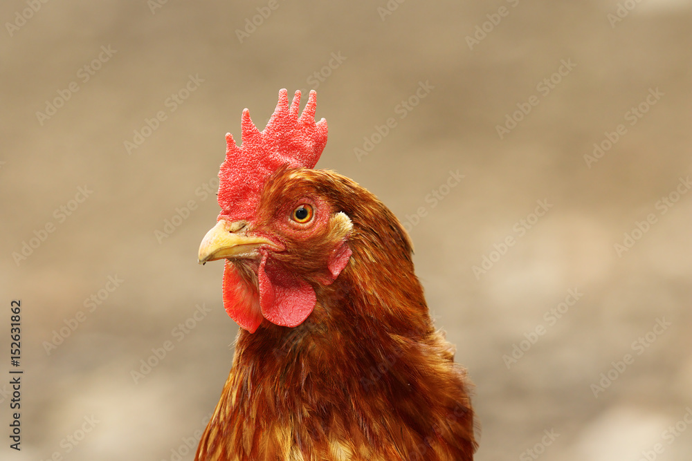 cute hen portrait