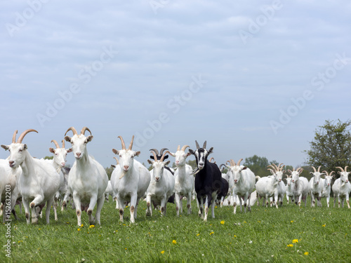 group of white goats in green dutch meadow with yellow flowers in the netherlands