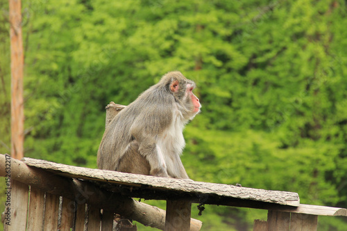 snow monkey sitting on the wooden roof of its shelter © mysikrysa
