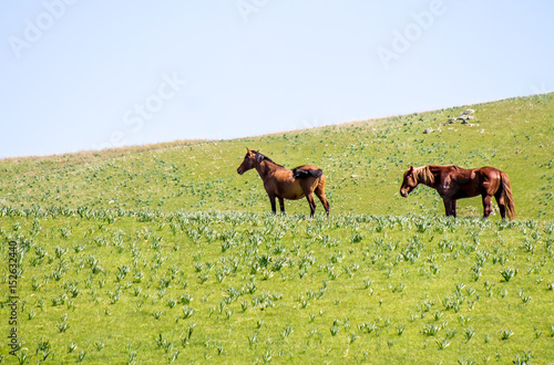 Horses graze on green hills