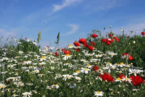 chamomile and poppies flower meadow spring season