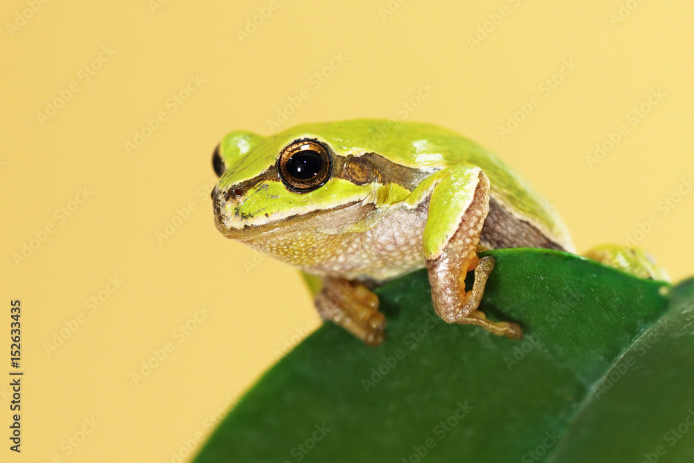 Fototapeta premium european tree frog on a leaf