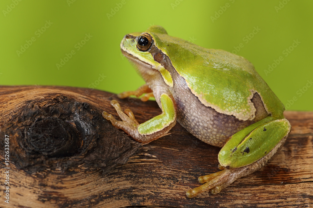 Obraz premium female tree frog