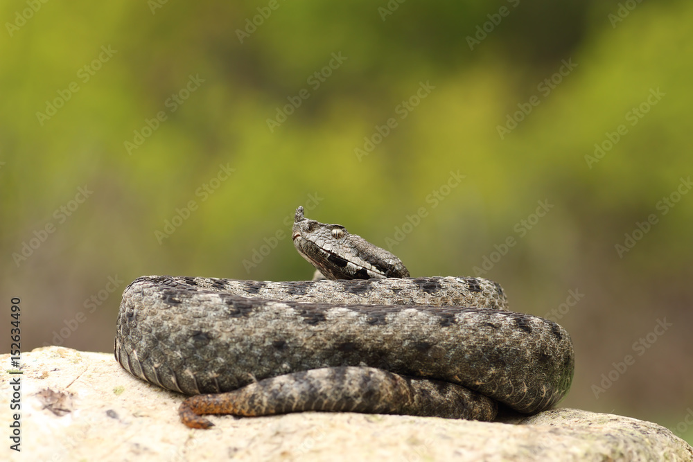 large dangerous nose horned viper basking on a rock large dangerous nose horned viper basking on a rock