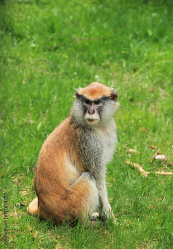 patas monkey (Erythrocebus patas) sitting in the grass