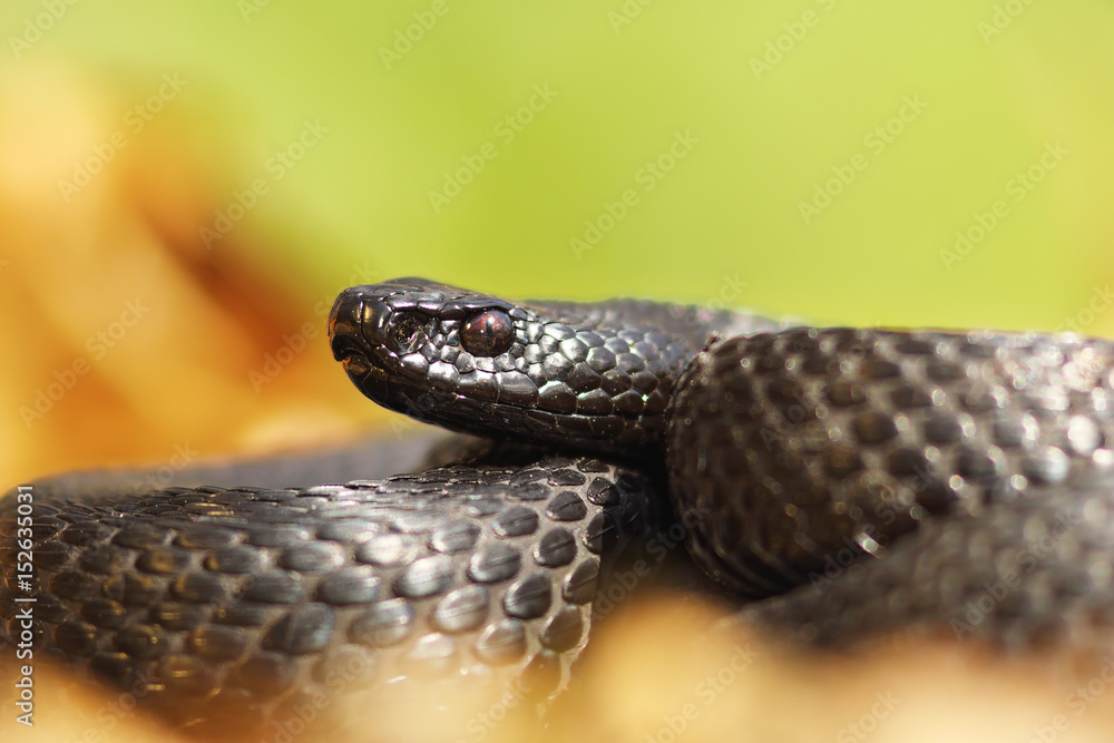 melanistic nikolsky viper portrait melanistic nikolsky viper portrait