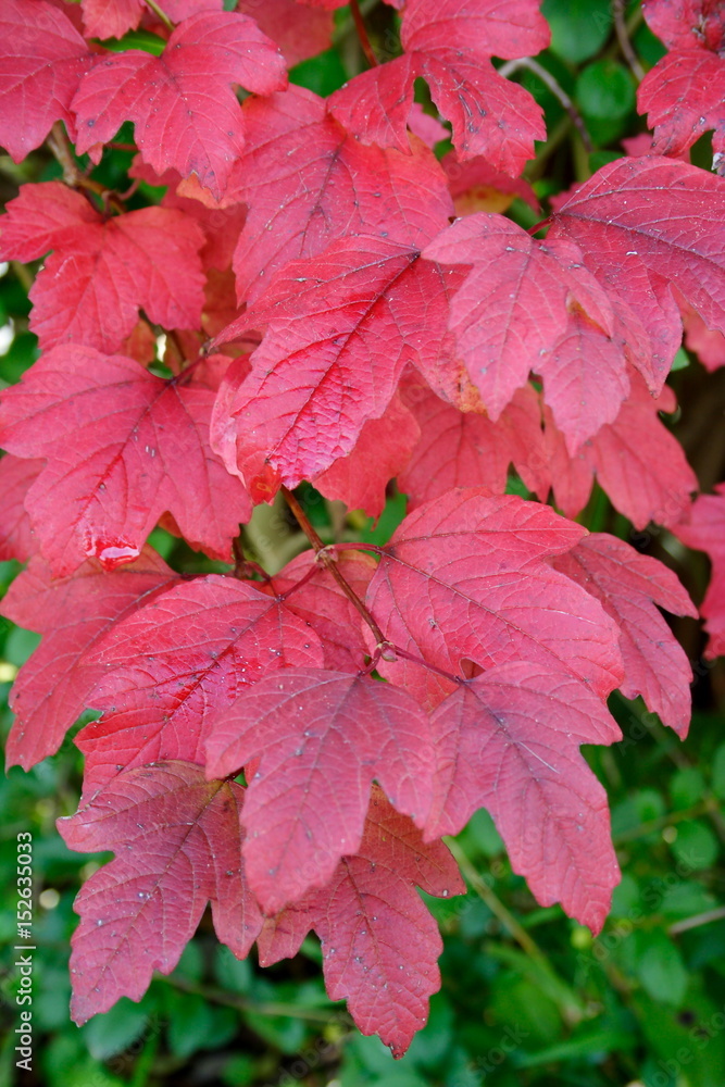 Red Autumn Leaves Red Autumn Leaves