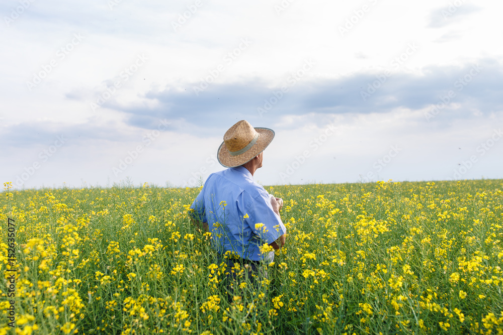 Fototapeta premium Senior farmer standing in a rapeseed field and examining crop. He is looking into the distance.