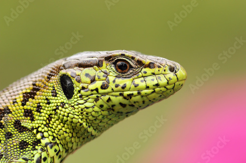 portrait of beautiful male sand lizard
