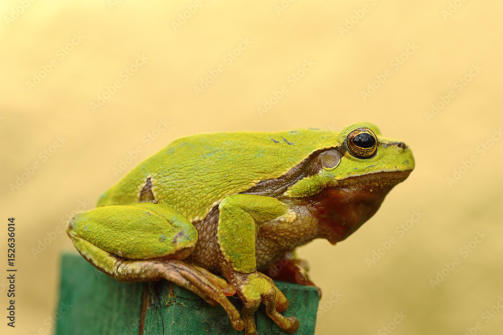 Fototapeta premium tree frog profile view