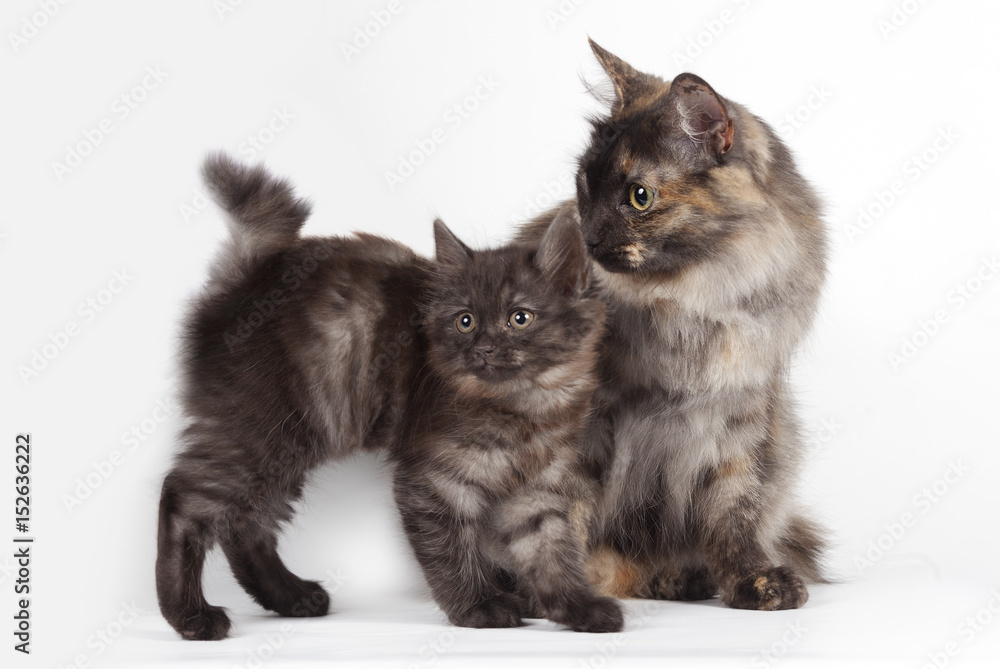 Mom cat and kitten on white background