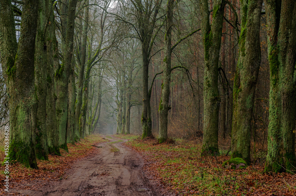 Fototapeta premium Autumn