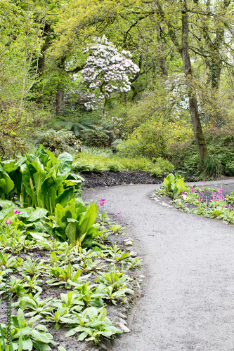 Clyne Gardens in Swansea, Wales.  Vertical shot of spring garden with a tarmac path photo