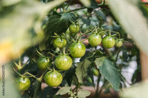 Ripe organic tomatoes plants growing on a branch.