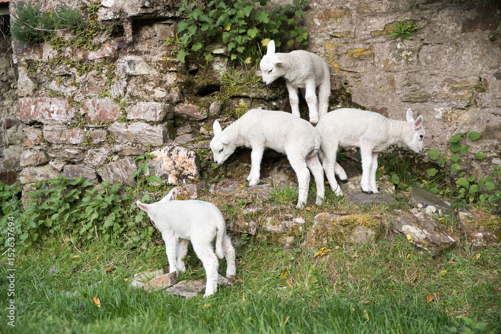 Adventurous lambs climbing on a stone wall Adventurous lambs climbing on a stone wall