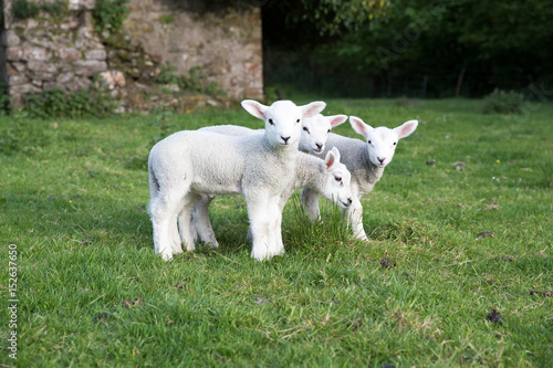 Cuadro en lienzo Four young lambs stood together ina field of grass