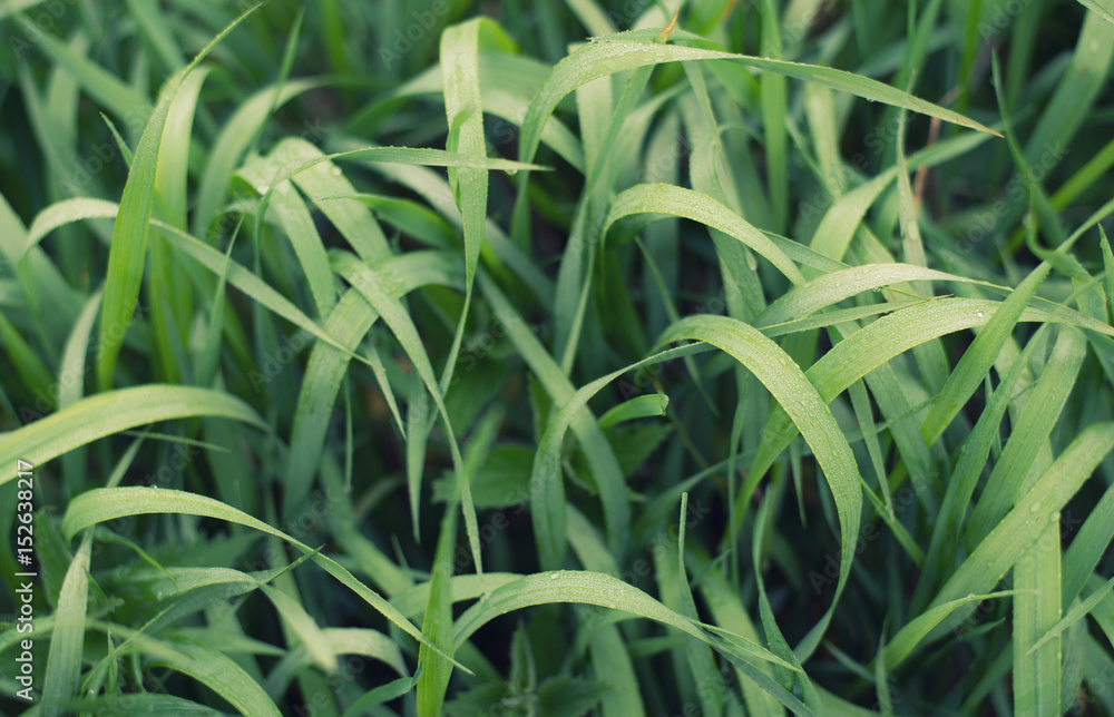 Grass on the field as a background. Agricultural composition in the summer time Grass on the field as a background. Agricultural composition in the summer time