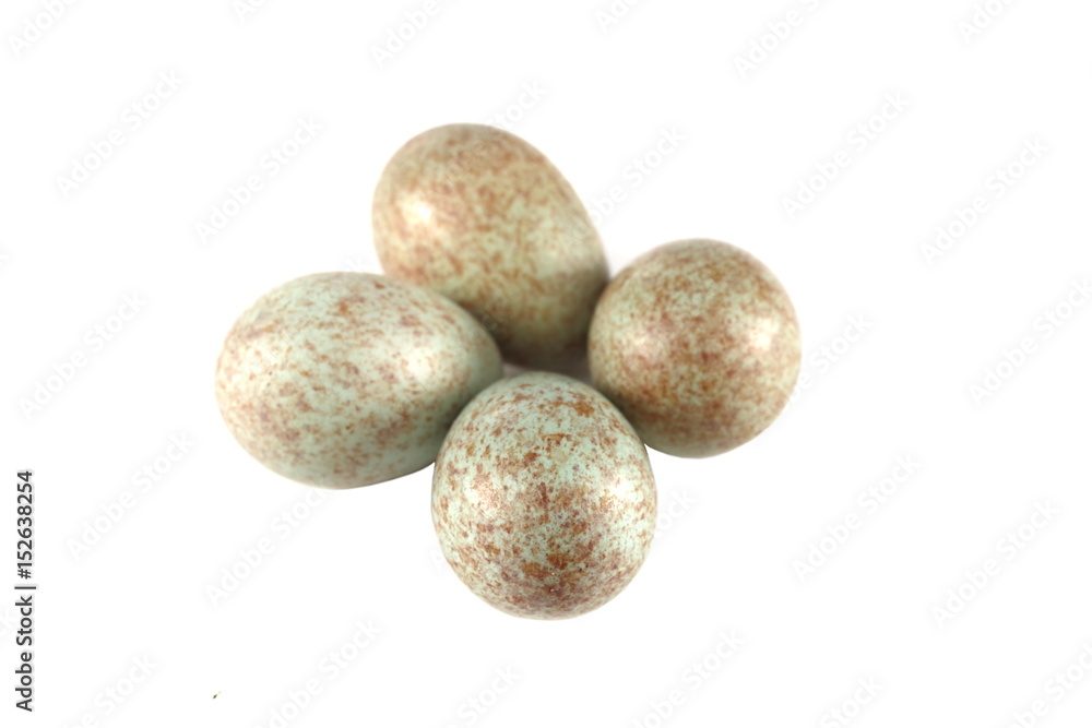 Fototapeta premium black bird egg