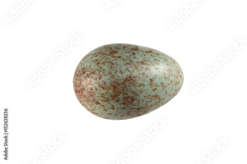 black bird egg